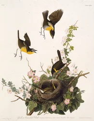 The Yellow-Breasted Chat (from The Birds of America)