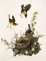 The Yellow-Breasted Chat. From The Birds of America