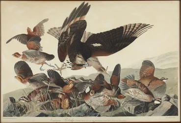 Virginian Partridge