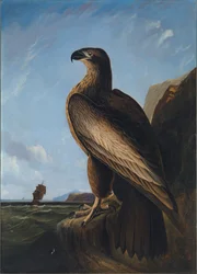 Washington Sea Eagle, ca. 1836-1839