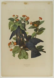 White-headed Pigeon
