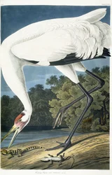 Whooping Crane, Adult Male