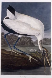 Wood Ibis