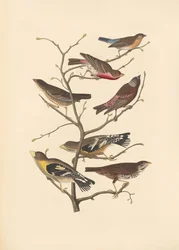Lazuli Finch