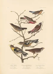 Lazuli Finch