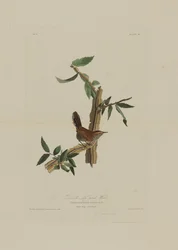 Bewicks Long Tailed Wren, from Birds of America, engraved by Robert Havell