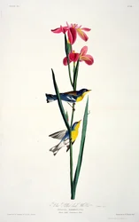 Blue Yellow-back Warbler, from Birds of America, engraved by Robert Havell