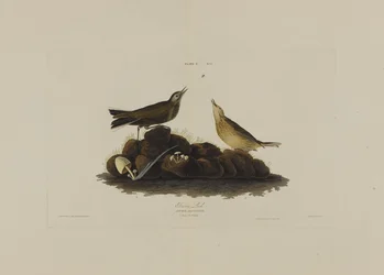 Brown Lark, from Birds of America, engraved by Robert Havell