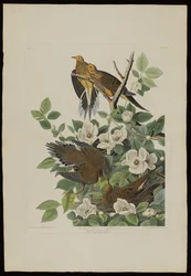Carolina Pigeon or Turtle Dove, from Birds of America, engraved by Robert Havell