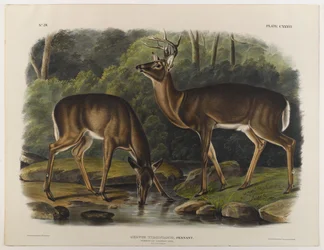 Common or Virginia Deer, engraved by John T. Bowen