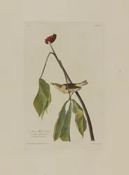 Louisiana Water Thrush, from Birds of America, engraved by Robert Havell