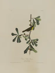Roscoes Yellow Throat, from Birds of America, engraved by Robert Havell