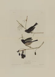 Snow Bird, from Birds of America, engraved by Robert Havell