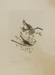 Song Sparrow, from Birds of America, engraved by Robert Havell
