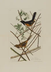 The Towhe Bunting, from Birds of America, engraved by Robert Havell