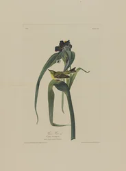 Vigers Vireo, from Birds of America, engraved by Robert Havell