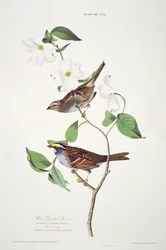 White Throated Sparrow, from Birds of America, engraved by Robert Havell