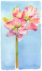 Amaryllis with aqua background, 2015