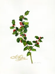 Holly botanical, 2013