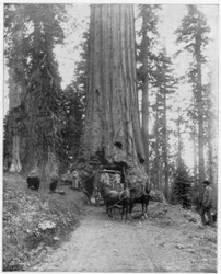 Road Going through a Giant Sequoia, Mariposa Grove, Wawona, California