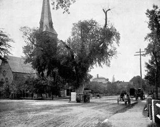 Washington Elm and Memorial Stone, Cambridge, Massachusetts, USA