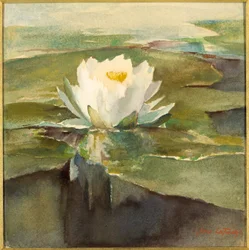 Water Lily in Sunlight