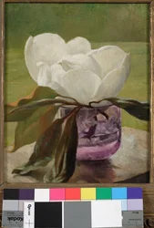 Magnolia Blossom