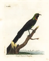 Arfak astrapia, Astrapia nigra (Gorget paradise bird, Paradisea gularis)