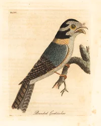 Australian Owlet Nightjar or Tawny Frogmouth. Handcoloured Copperplate by John Latham from A General History of Birds, Winchester