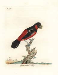 Black-and-red Broadbill, Cymbirhynchus macrorhynchos (Great-billed Tody, Todus nasutus). Handcoloured copperplate drawn and engraved by John Latham from his own A General History of Birds, Winchester