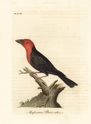 Black-billed Barbet, Lybius guifsobalito (Abyssinian Plant-cutter, Loxia tridactyla). Handcoloured copperplate drawn and engraved by John Latham from his own A General History of Birds, Winchester