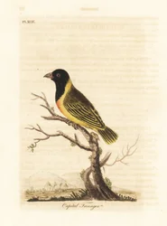 Black-headed yellow-collared weaver, Ploceus melanocephalus capitalis (Capital tanager, Tanagra capitalis). Handcoloured copperplate drawn and engraved by John Latham from his own A General History of Birds, Winchester