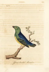 Blue-naped chlorophonia, Chlorophonia cyanea (Green-headed manakin, native to South America). Handcoloured copperplate drawn and engraved by John Latham from his own A General History of Birds, Winchester