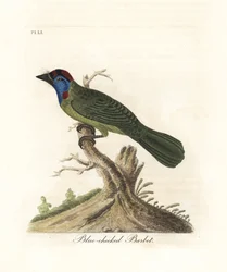Blue-throated or mountain barbet, Psilopogon asiaticus. Handcoloured copperplate drawn and engraved by John Latham from his own A General History of Birds, Winchester