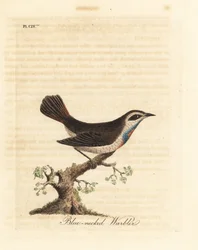 Bluethroat. Handcoloured Copperplate by John Latham from A General History of Birds, Winchester