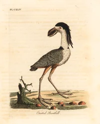 Boat-billed heron, Cochlearius cochlearius. Handcoloured copperplate drawn and engraved by John Latham from his own A General History of Birds, Winchester