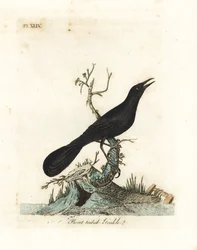 Boat-tailed Grackle, Quiscalus major (Boat-tailed Grakle, Gracula barita). Handcoloured copperplate drawn and engraved by John Latham from his own A General History of Birds, Winchester