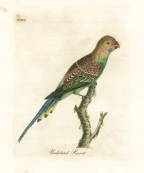 Budgerigar. Handcoloured Copperplate by John Latham from A General History of Birds, Winchester