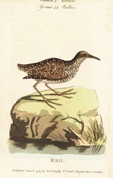Buff-banded rail, Gallirallus philippensis