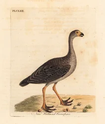 Cape Barren Goose. Handcoloured Copperplate by John Latham from A General History of Birds, Winchester