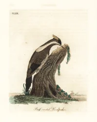 Crimson-crested Woodpecker, Campephilus melanoleucos (Buff-crested Woodpecker, Picus melanoleucus). Based on a Skin in the Leverian Museum. Handcoloured Copperplate Drawn and Engraved by John Latham from His Own A General History of Birds, Winchester