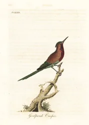 Crimson Sunbird, Aethopyga siparaja seheriae (Goulpourah Creeper). Handcoloured Copperplate Drawn and Engraved by John Latham from His Own A General History of Birds, Winchester