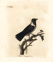Daurian Jackdaw, Corvus dauuricus (White-breasted Crow, Corvus dauricus). Handcoloured Copperplate Drawn and Engraved by John Latham from His Own A General History of Birds, Winchester