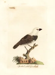 Diamond firetail, Stagonopleura guttata (Spotted-sided grosbeak, Fringilla leucocephala). Handcoloured copperplate drawn and engraved by John Latham from his own A General History of Birds, Winchester