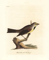Dickcissel, Spiza americana (Black-throated Bunting, Emberiza americana). Handcoloured Copperplate Drawn and Engraved by John Latham from His Own A General History of Birds, Winchester
