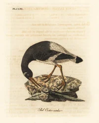 Eurasian or foot oystercatcher, Haematopus ostralegus. Handcoloured copperplate drawn and engraved by John Latham from his own A General History of Birds, Winchester