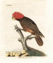 Gang-gang Cockatoo, Callocephalon fimbriatum. Handcoloured Copperplate Drawn and Engraved by John Latham from His Own A General History of Birds, Winchester