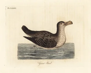 Giant Petrel, Macronectes giganteus (as Precellaria gigantea, error for Procellaria gigantea). Handcoloured copperplate drawn and engraved by John Latham from his own A General History of Birds, Winchester
