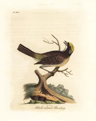Golden-crowned Sparrow, Zonotrichia Atricapilla (Black-crowned Bunting, Emberiza Atricapilla)
