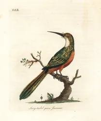 Green-tailed Jacamar, Galbula galbula (Long-tailed Green Jacamar, Galbula viridis). Handcoloured Copperplate Drawn and Engraved by John Latham from His Own A General History of Birds, Winchester
